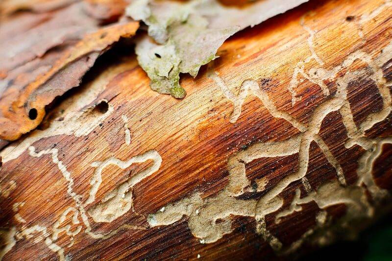 Как предотвратить и как бороться с древесными насекомыми в загородном доме